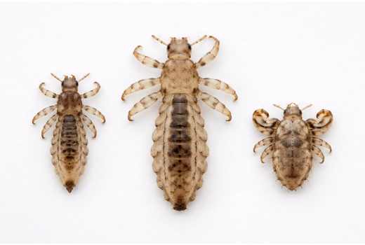 Kopfläuse, Körperläuse und Filzläuse